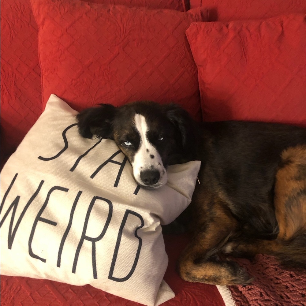 Meet your Posher, Shay 🍄